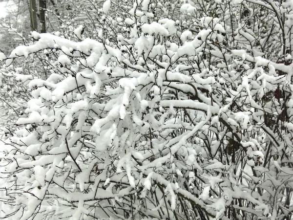 Pokryte Śniegiem Gałęzie Drzew Puszysty Biały Śnieg Czarnych Pniach — Zdjęcie stockowe