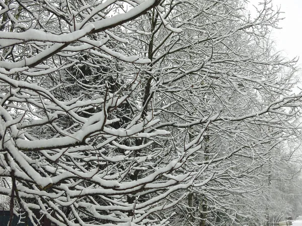 Hófás Ágak Bolyhos Fehér Fekete Törzsön — Stock Fotó