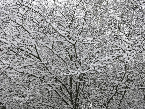 Snow Covered Branches Trees Fluffy White Snow Black Trunks Stock Picture
