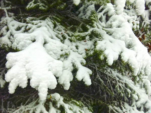Abeto Coberto Neve Inverno Sob Neve — Fotografia de Stock