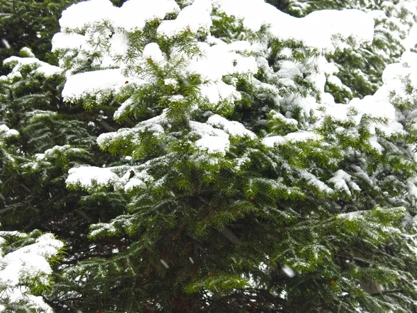 Picea Cubierta Nieve Invierno Bajo Nieve —  Fotos de Stock