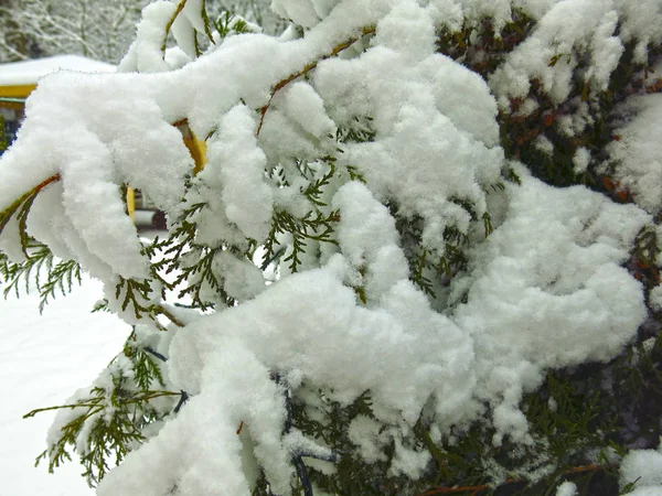 Enebro Cubierto Nieve Invierno Bajo Nieve —  Fotos de Stock