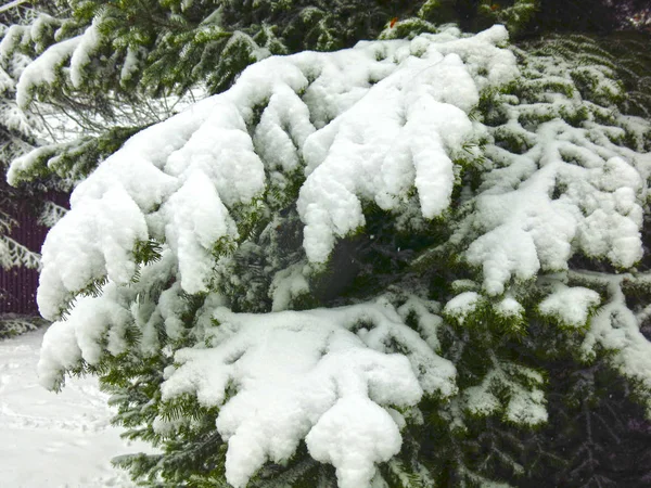 Заснеженная Ель Зимой Снегом — стоковое фото