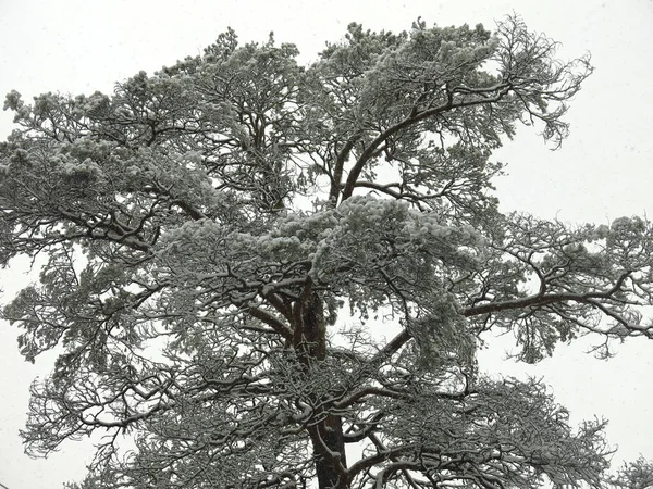 冬天雪地下着覆盖着积雪的松树 — 图库照片