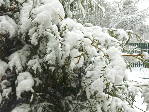 Zimbro Coberto Neve Inverno Sob Neve — Fotografia de Stock