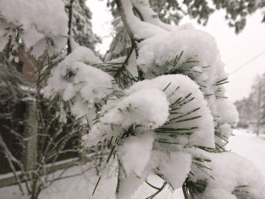 Beyaz karda çam ağaçlarının çalılı dalları