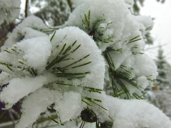 Keřovité Větve Borovic Bílém Sněhu — Stock fotografie
