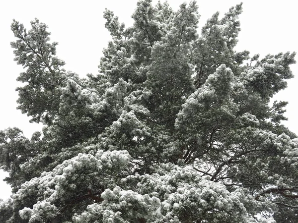 Enorme Pino Cubierto Nieve —  Fotos de Stock