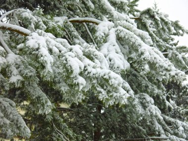 Karların altında lüks, tüylü çam dalları