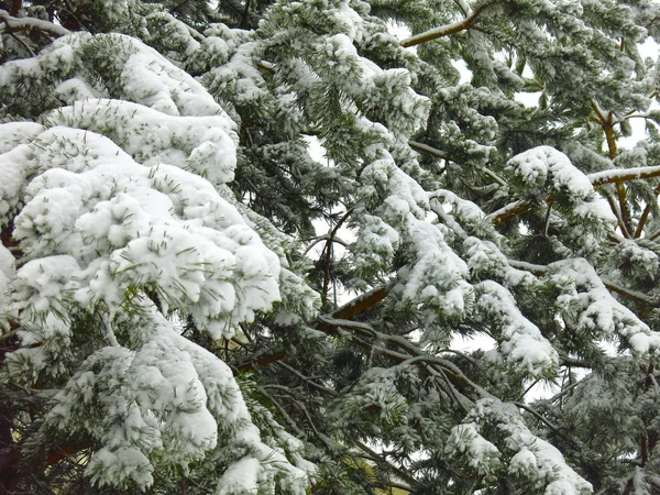 雪の下にある豪華なふわふわの松の枝 — ストック写真