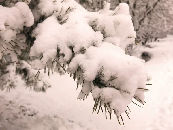 Роскошные Сосновые Ветви Снегом — стоковое фото