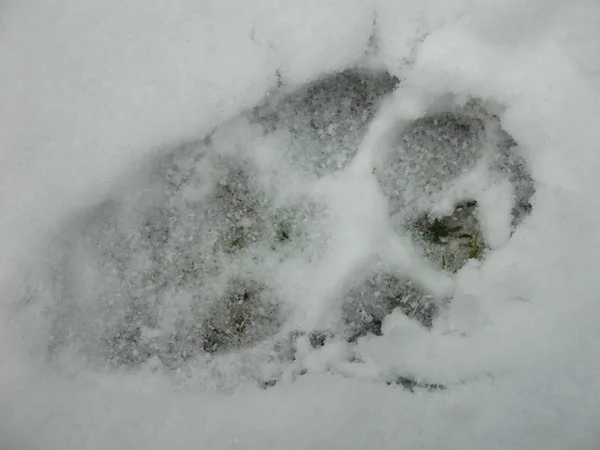 Собачі Доріжки Тонкому Снігу — стокове фото