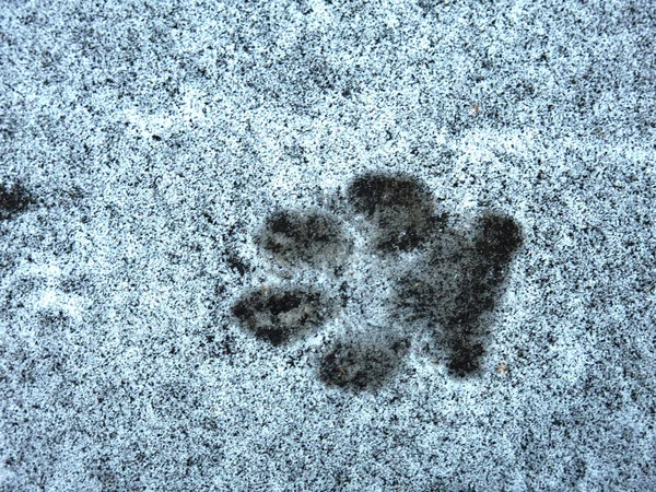 dog tracks on thin snow