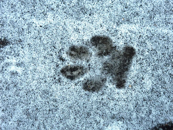 Faixas Cão Neve Fina — Fotografia de Stock