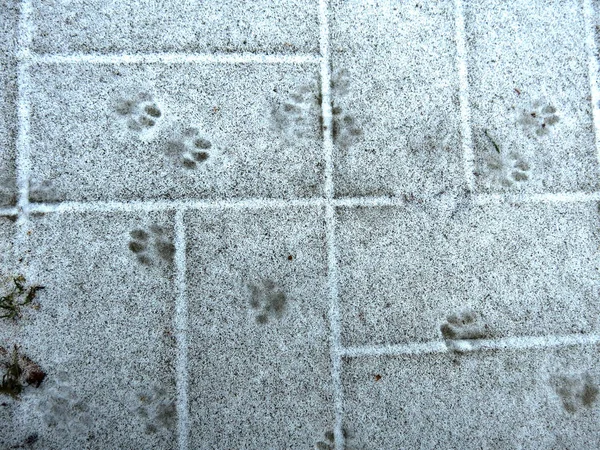 Собачі Доріжки Тонкому Снігу — стокове фото