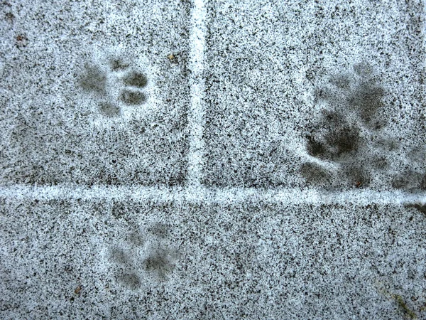 dog tracks on thin snow