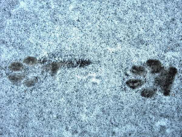 Faixas Cão Neve Fina — Fotografia de Stock