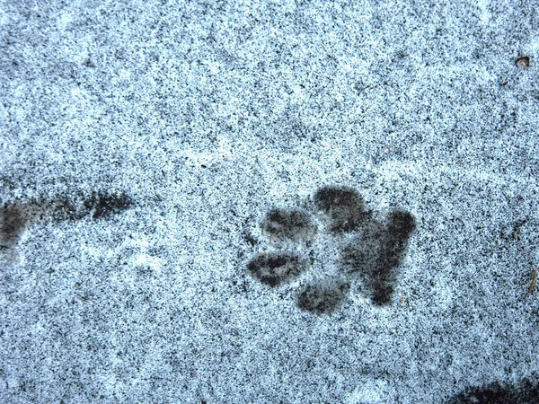 Dog Tracks Thin Snow — Stock Photo, Image