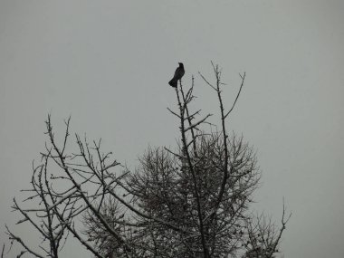 Bir karga kışın ladin ağacının tepesinde oturur.