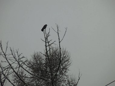 Bir karga kışın ladin ağacının tepesinde oturur.