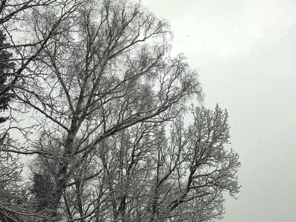 Árboles Invierno Contra Cielo Gris —  Fotos de Stock