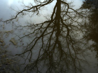 Sonbahar ağaçlarının sudaki çıplak dallarıyla yansıması.