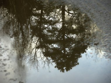 Sonbahar ağaçlarının sudaki çıplak dallarıyla yansıması.