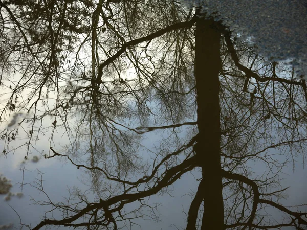 Reflet Des Arbres Automne Avec Des Branches Nues Sur Route — Photo