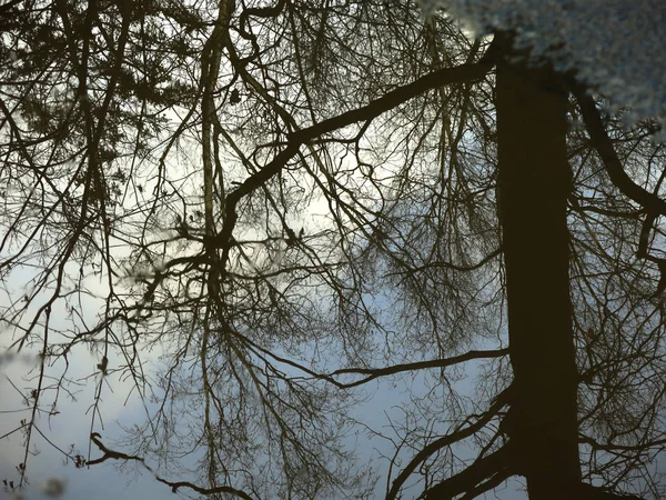 Отражение Осенних Деревьев Голыми Ветвями Дороге Воде — стоковое фото