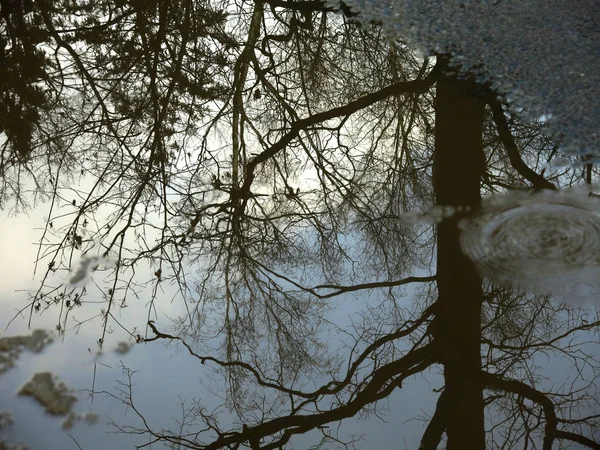 Отражение Осенних Деревьев Голыми Ветвями Дороге Воде — стоковое фото