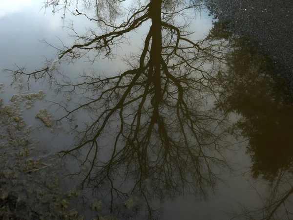 Reflectie Van Herfstbomen Met Kale Takken Weg Het Water — Stockfoto