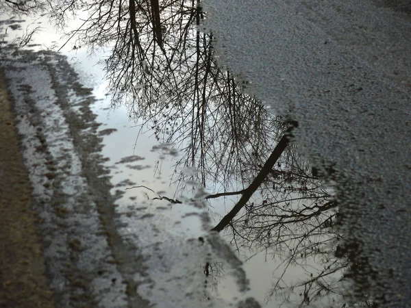 Отражение Осенних Деревьев Голыми Ветвями Дороге Воде — стоковое фото