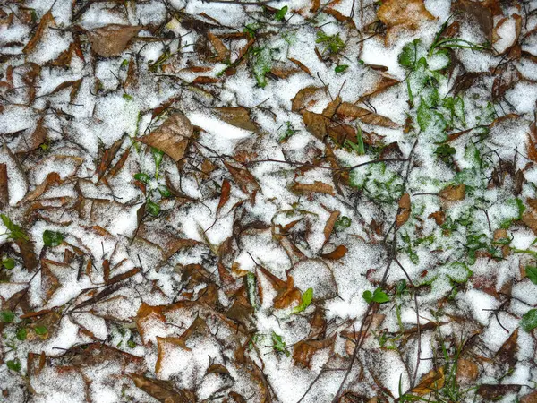 Осенние Листья Трава Запыленные Первым Снегом — стоковое фото