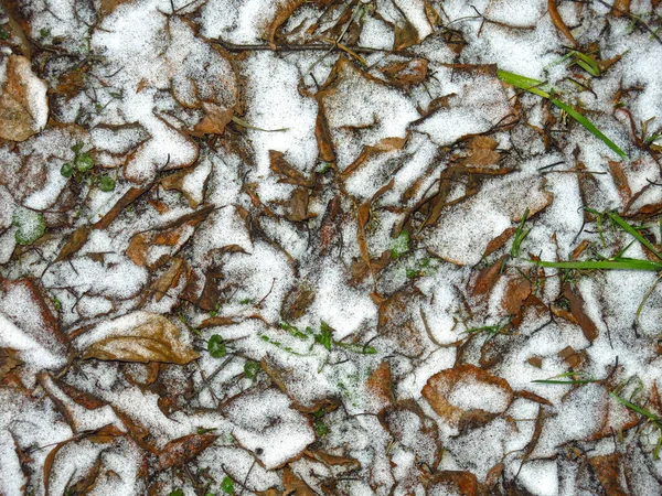 Herfst Bladeren Gras Bestrooid Met Eerste Sneeuw — Stockfoto