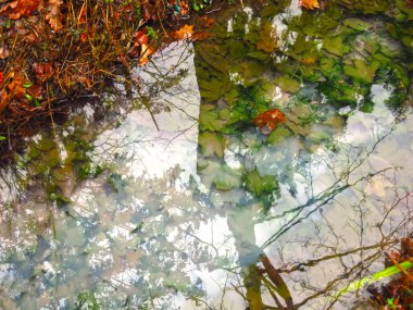 çok renkli akçaağaç yaprakları sonbahar soğuk sularında ağaçların yansımasıyla