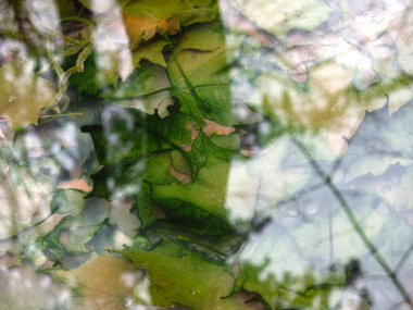 çok renkli akçaağaç yaprakları sonbahar soğuk sularında ağaçların yansımasıyla