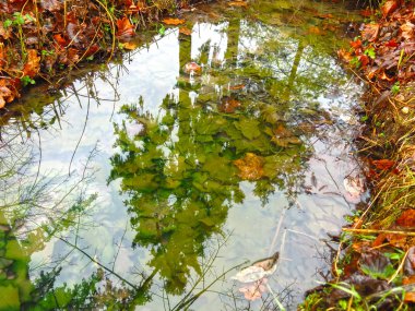 çok renkli akçaağaç yaprakları sonbahar soğuk sularında ağaçların yansımasıyla