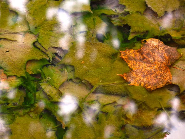 Hojas Arce Multicolor Agua Fría Otoño Con Reflejo Los Árboles —  Fotos de Stock