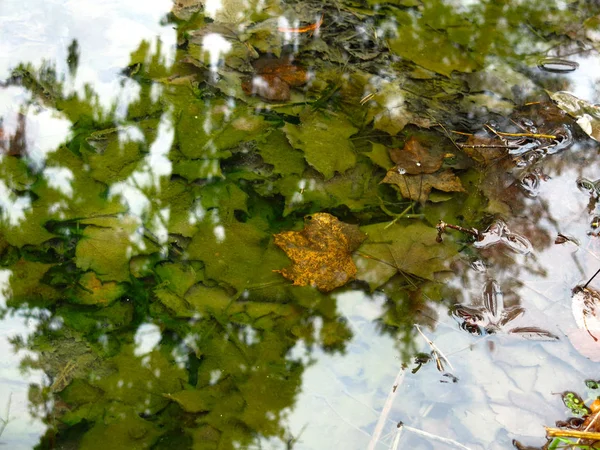 秋の冷たい水の中に多色のカエデの葉が木を反射して — ストック写真