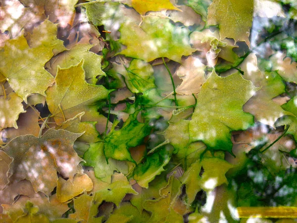 Разноцветные Кленовые Листья Осенью Холодной Воды Отражением Деревьев — стоковое фото