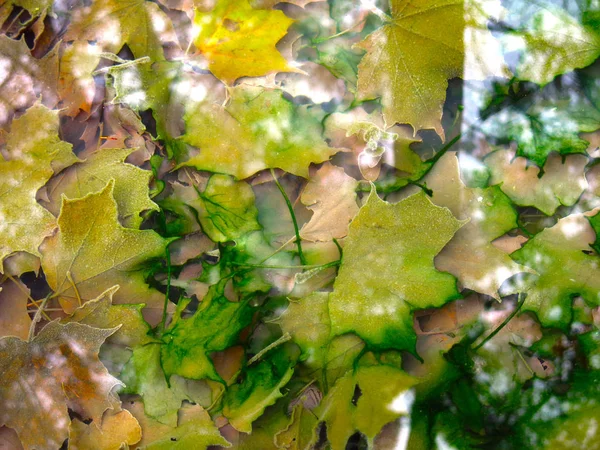 Folhas Bordo Multicoloridas Outono Água Fria Com Reflexão Árvores — Fotografia de Stock