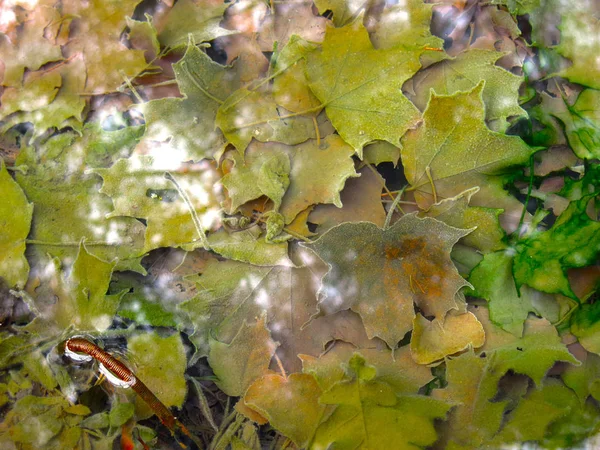 Wielobarwne Liście Klonu Jesienią Zimna Woda Odbiciem Drzew — Zdjęcie stockowe