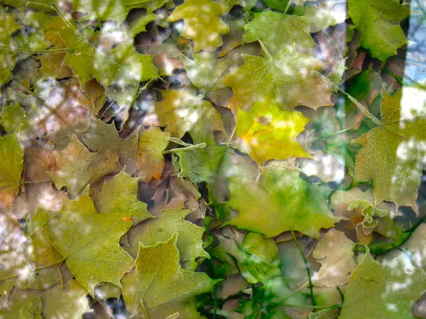 Feuilles Érable Multicolores Automne Eau Froide Avec Réflexion Des Arbres — Photo