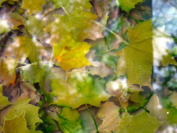 Feuilles Érable Multicolores Automne Eau Froide Avec Réflexion Des Arbres — Photo