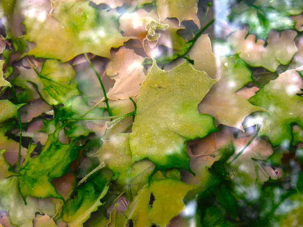 Feuilles Érable Multicolores Automne Eau Froide Avec Réflexion Des Arbres — Photo