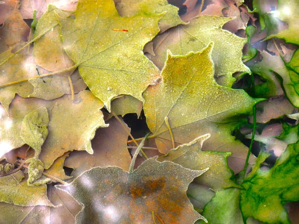 Multicolored Maple Leaves Autumn Cold Water Reflection Trees — Stock Photo, Image