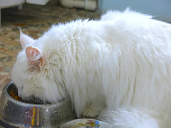 Blanc Moelleux Sibérien Chat Mange Partir Bols Métal — Photo