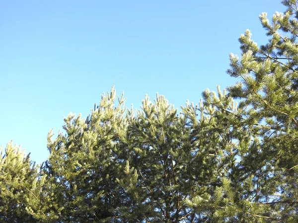 青い空に向かってふわふわの松 — ストック写真