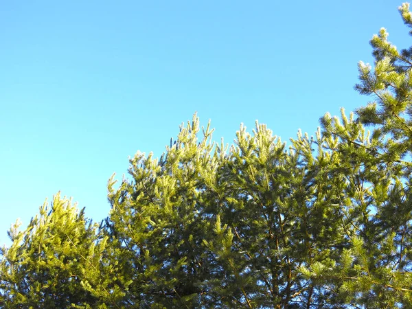 Pluizige Dennenboom Tegen Blauwe Lucht — Stockfoto