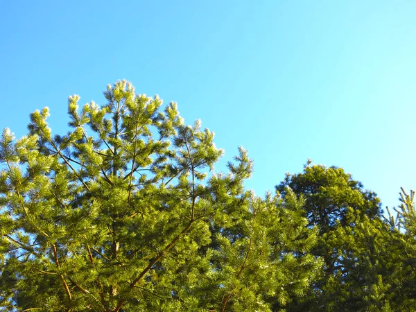 하늘을 배경으로 소나무 — 스톡 사진